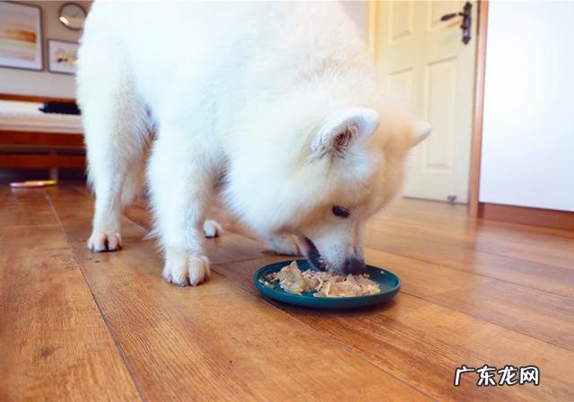 小狗生病灌药为何仅有用强?只需取下零食,引诱法简单更有效