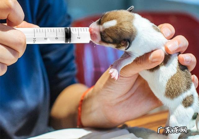 小狗生病灌药为何仅有用强?只需取下零食,引诱法简单更有效