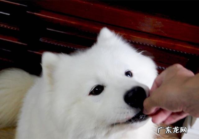 小狗生病灌药为何仅有用强?只需取下零食,引诱法简单更有效