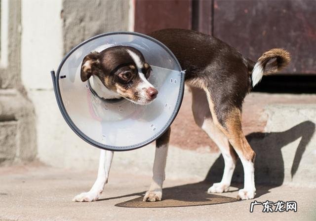 小狗生病灌药为何仅有用强?只需取下零食,引诱法简单更有效