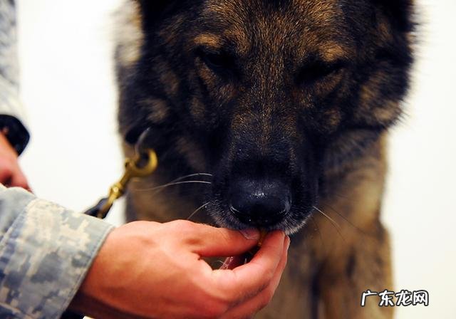 小狗生病灌药为何仅有用强?只需取下零食,引诱法简单更有效