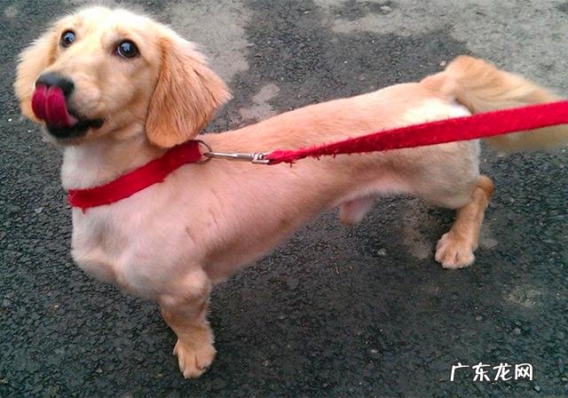 小狗生病灌药为何仅有用强?只需取下零食,引诱法简单更有效