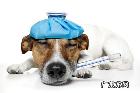 狗感冒治疗务必几天