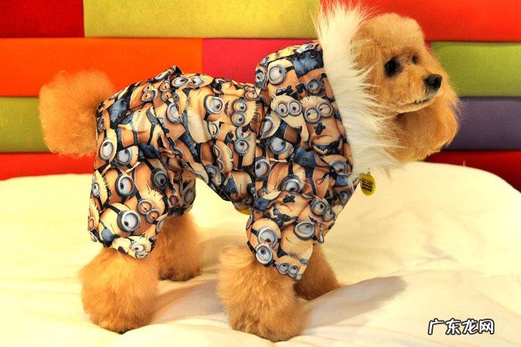 狗感冒治疗务必几天