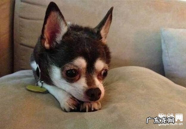 狗狗发抖的缘故,导致狗狗发抖的十大缘故