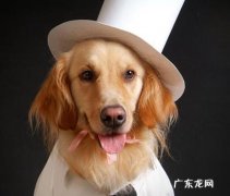 狗狗换牙期要注意什么，聪慧的猫奴必需小狗孕妇钙片