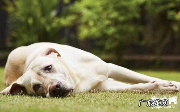 小狗误吃完耗子药应当该怎么办？