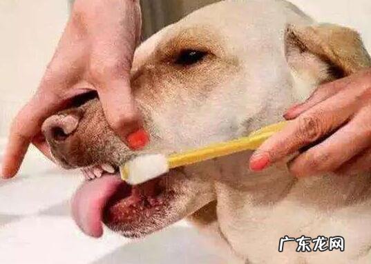 狗狗口臭是怎么回事？关键有这5种