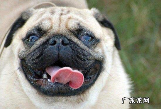 狗狗口臭是怎么回事？关键有这5种