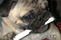 狗狗口臭是怎么回事？关键有这5种