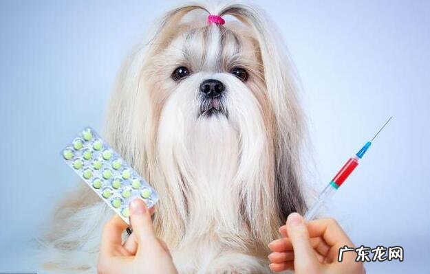 狗狗疫苗该如何打？教你怎样辨别真假预苗