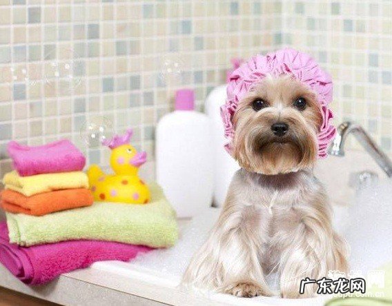 危害小狗肌肤身心健康的要素有什么?