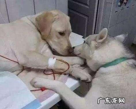 这6种原因会“造成”小狗得了细微，宠重要小心