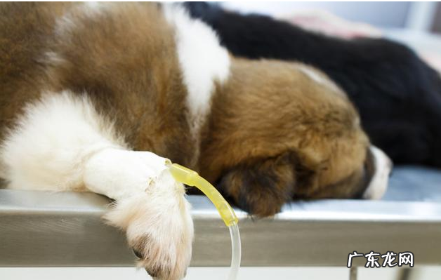 这6种原因会“造成”小狗得了细微，宠重要小心