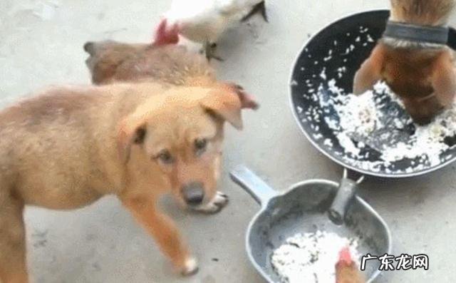 这6种原因会“造成”小狗得了细微，宠重要小心