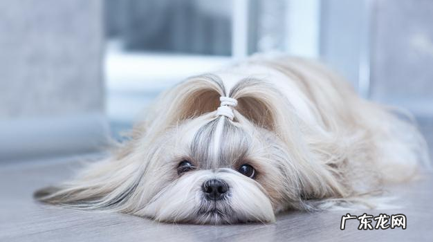 这6种原因会“造成”小狗得了细微，宠重要小心