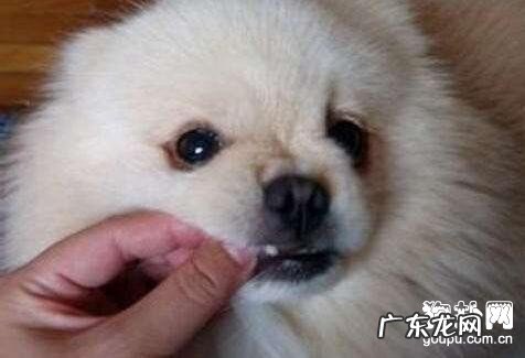 怎么给幼狗喂养狗驱虫药？使用方法使用量要留意