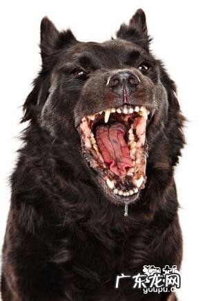 【狂犬病症状】狂犬病毒的早期症状及治疗方法