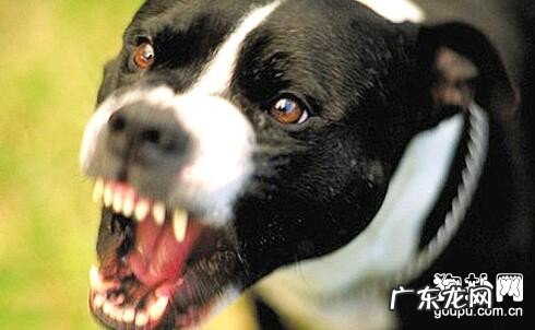 【狂犬病症状】狂犬病毒的早期症状及治疗方法