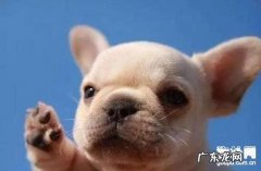 小狗胃病有什么症状，吃什么中药实际效果最好是？