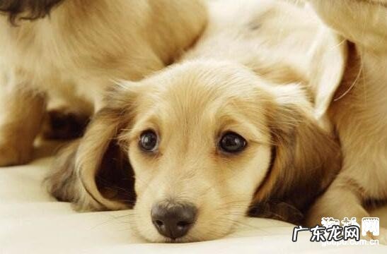 小狗胃病有什么症状,吃什么中药实际效果最好是?