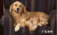 金毛狗狗发烧感冒特性有哪些，金毛狗狗怎样才不容易发烧感冒