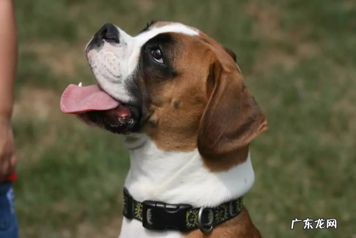 为何不必把桌子上的食材残片让狗吃