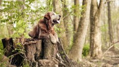 哪种跳绳能减肥:负重跳绳和一般的跳绳有什么区别？