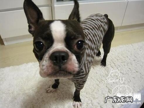 初学者必会:幼犬驱虫時间及狗狗驱虫药价钱!