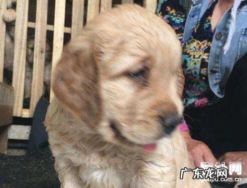 初学者必会:幼犬驱虫時间及狗狗驱虫药价钱!