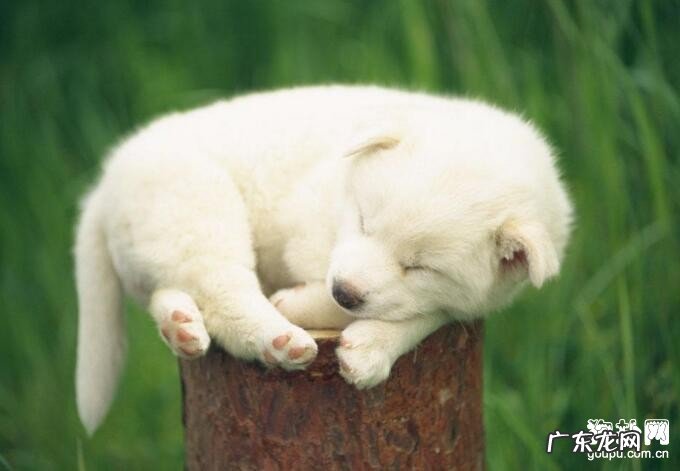 小狗怎么会得尿路结石