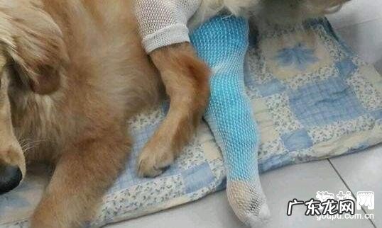 狗狗骨折了应该怎么办，狗狗骨折的应对措施