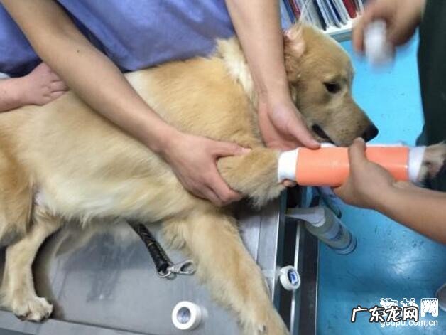 狗狗骨折了应该怎么办，狗狗骨折的应对措施