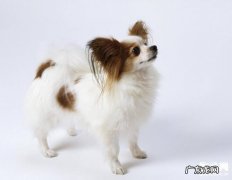 蝴蝶犬咳嗽怎么办，医治狗狗咳嗽的小窍门