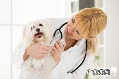 如何帮狗狗驱虫，给狗狗驱虫的方式