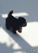 小泰迪怎么会尿液发黄？