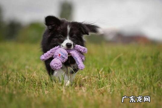 小狗“生病”了,会不断出现这5种行为,主人家细心一点