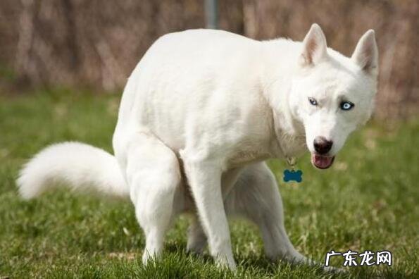 小狗“生病”了,会不断出现这5种行为,主人家细心一点