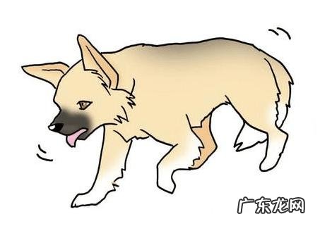 小狗“生病”了,会不断出现这5种行为,主人家细心一点