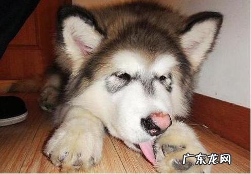 小狗“生病”了,会不断出现这5种行为,主人家细心一点