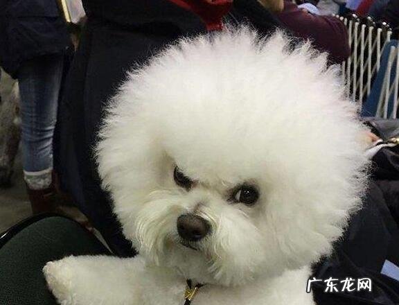 小狗“生病”了,会不断出现这5种行为,主人家细心一点