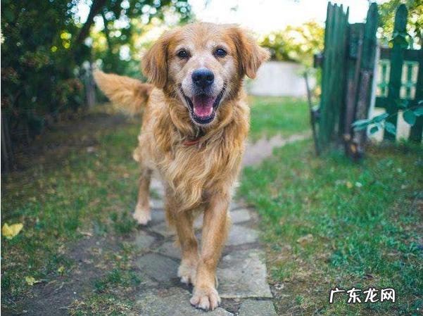 小狗“生病”了,会不断出现这5种行为,主人家细心一点