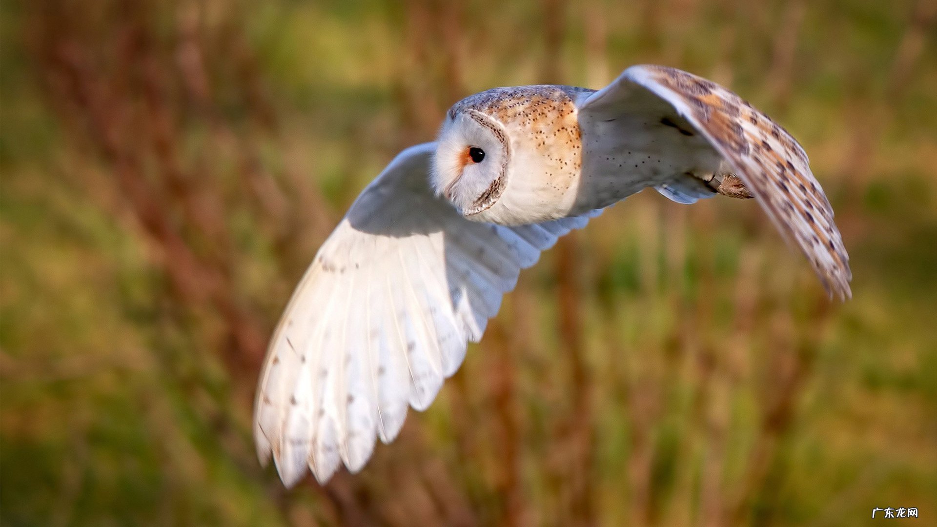 营养早餐里包括煎鸡蛋吗?