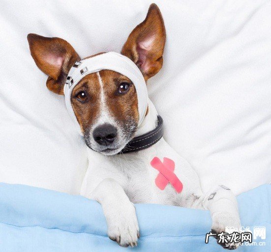 伤害小狗的三大病症细微，犬瘟，冠状动脉，应当怎样预防?