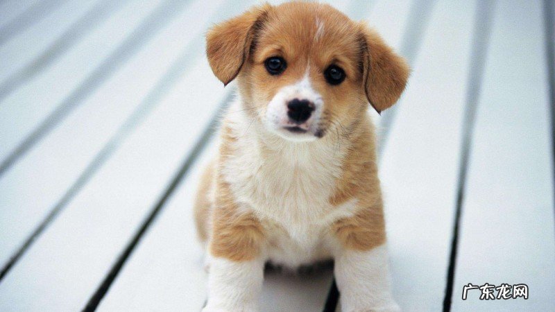 为什么狗狗驱虫吃完药拉肚子？