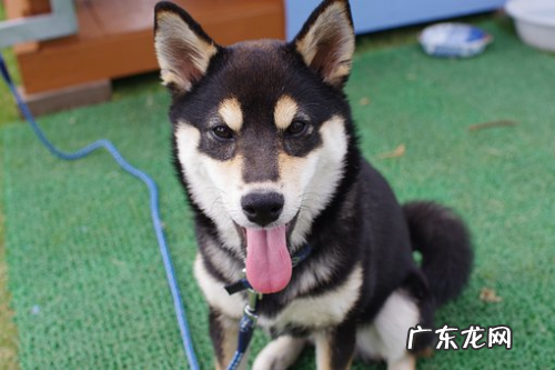 宠物小常识 大宠爱和犬心保哪个好?我养动物朋友极力推荐它
