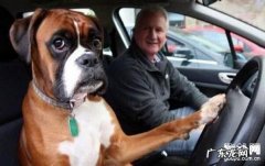 狗狗会晕车吗？狗狗晕车该怎么办？