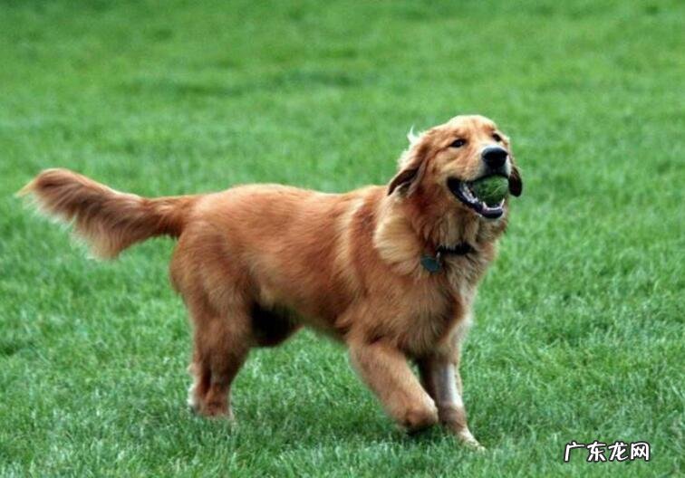 小狗怎么会出現喂草的个人行为?实际的根本原因