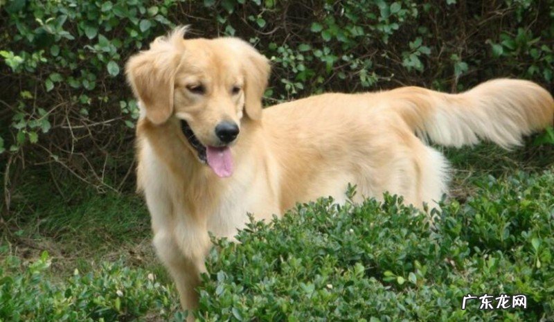 小狗怎么会出現喂草的个人行为?实际的根本原因