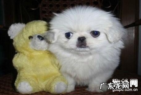 细小病毒病症详细说明